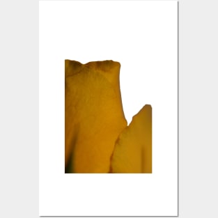 Yellow Rose Macro Posters and Art